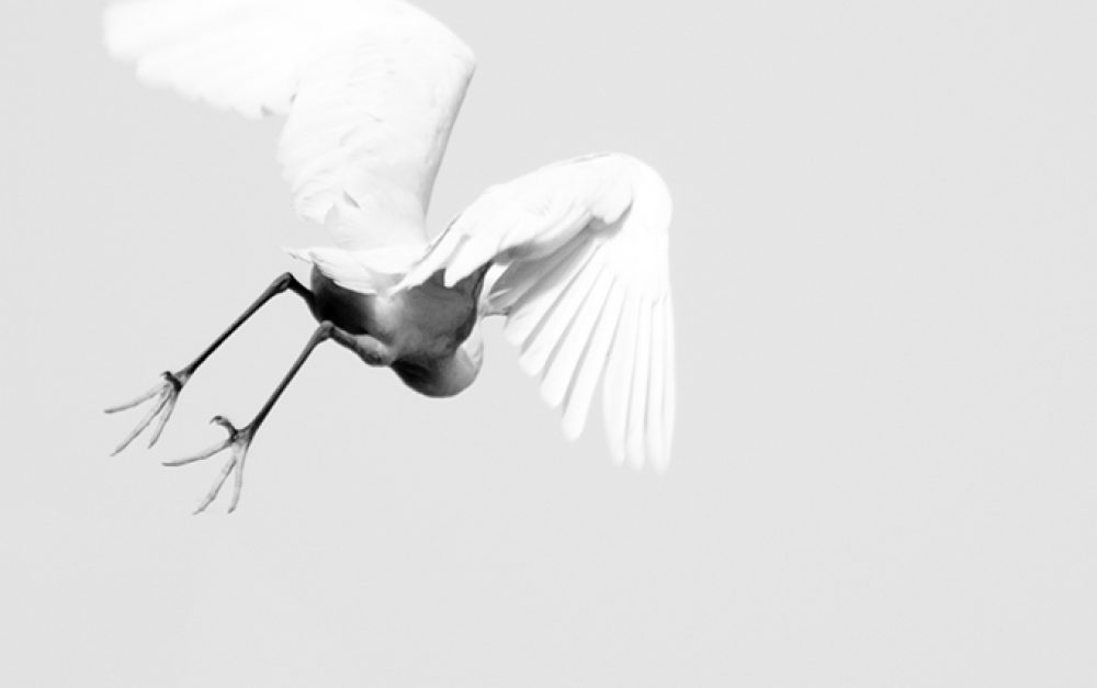 Vogel, Asuan